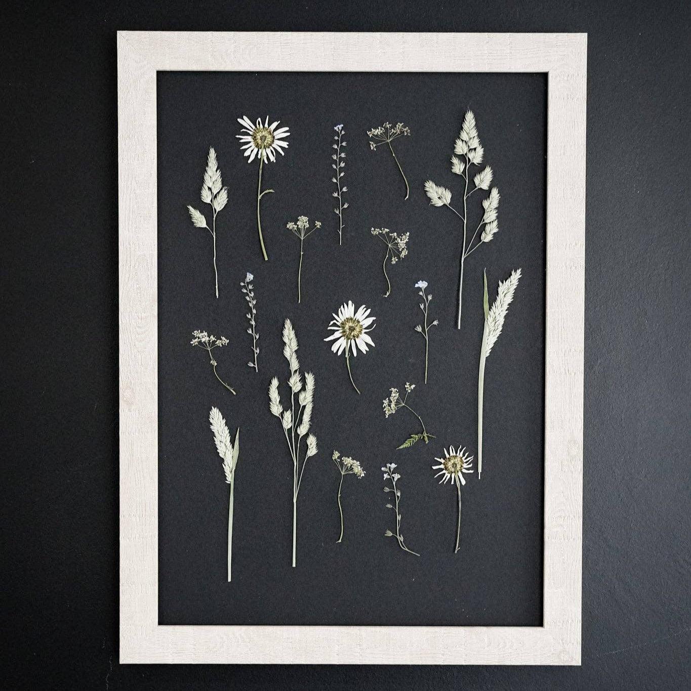 Daisy Haze – Framed A3 Black Pressed Flower Giclée Print: Framed A3 Pressed Flower Print: Sand Frame