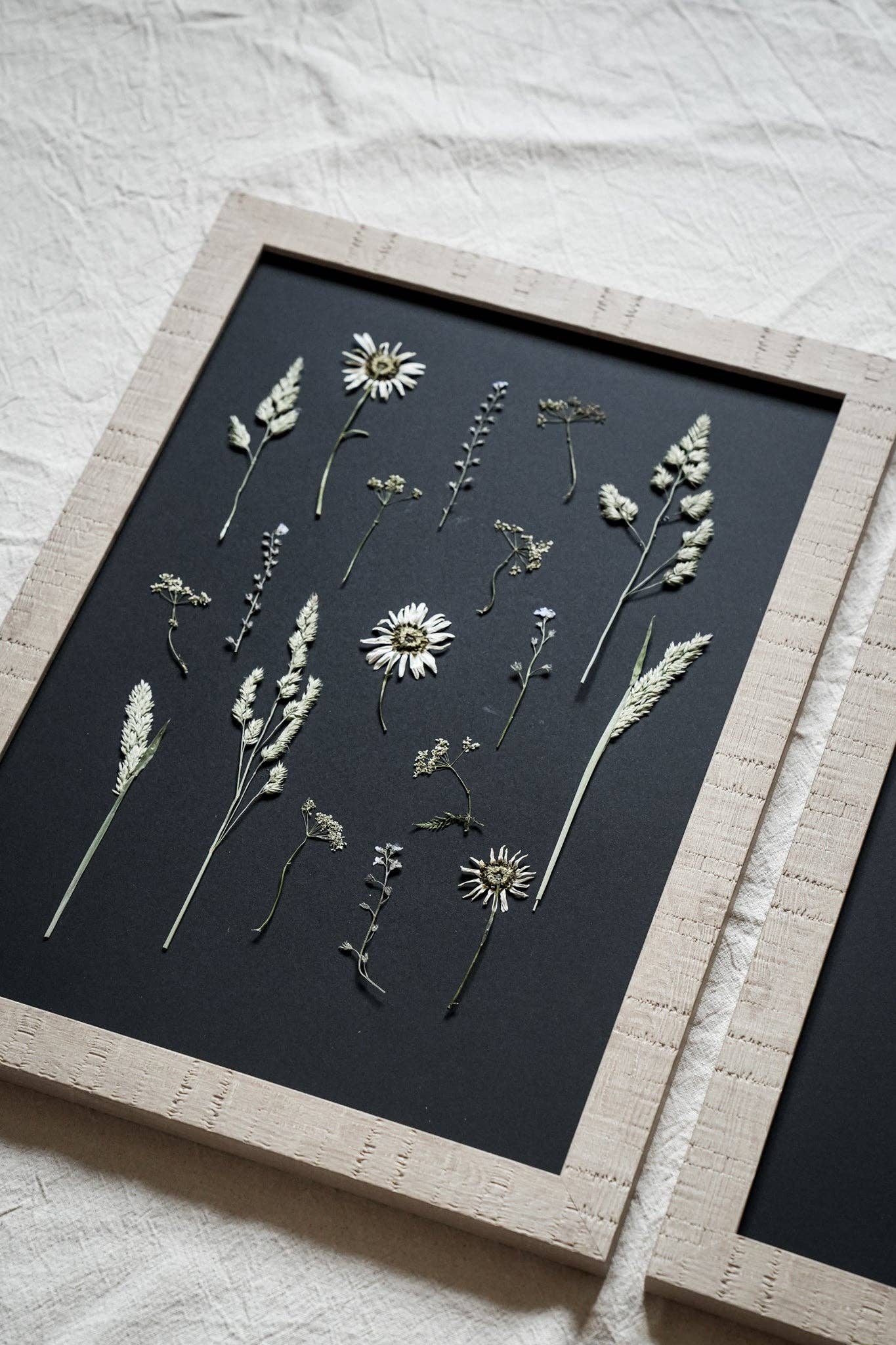 Daisy Haze – Framed A3 Black Pressed Flower Giclée Print: Framed A3 Pressed Flower Print: Sand Frame