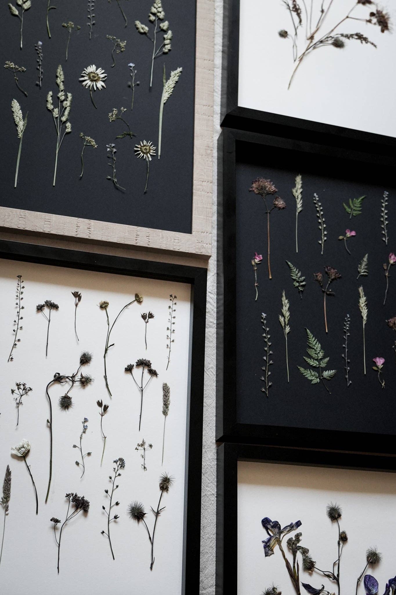 Daisy Haze – Framed A3 Black Pressed Flower Giclée Print: Framed A3 Pressed Flower Print: Sand Frame
