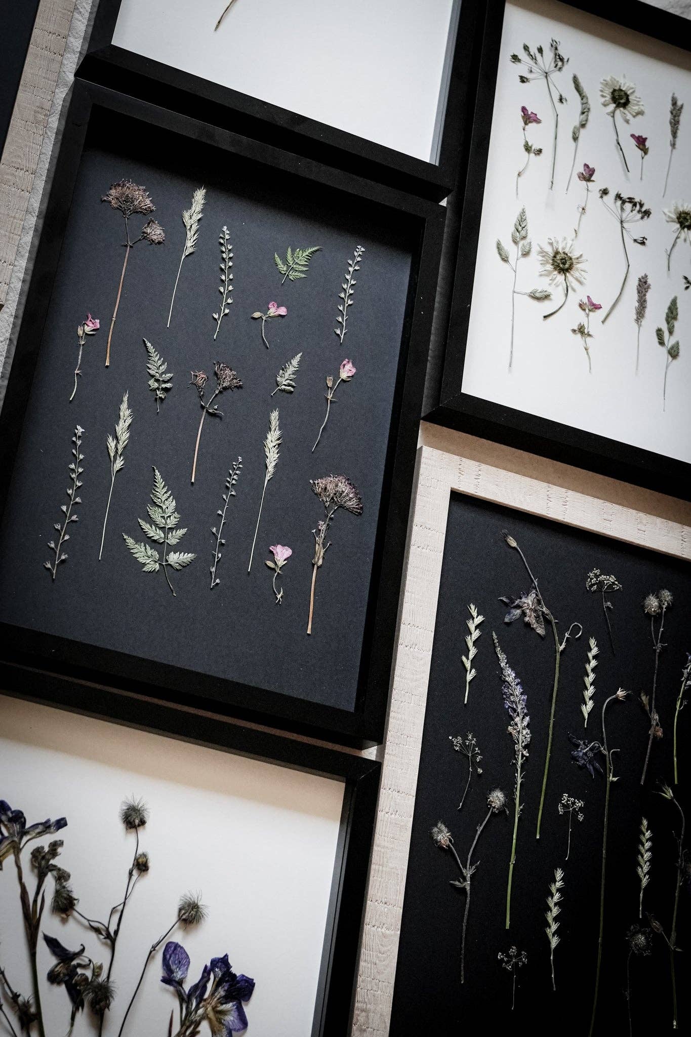 Nightfall Archive – Framed A3 Black Giclée Pressed Flower Print: Framed A3 Pressed Flower Print: Sand Frame