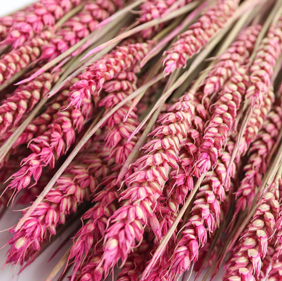 Pink Dried Wheat Flowers Bunch (Dyed)
