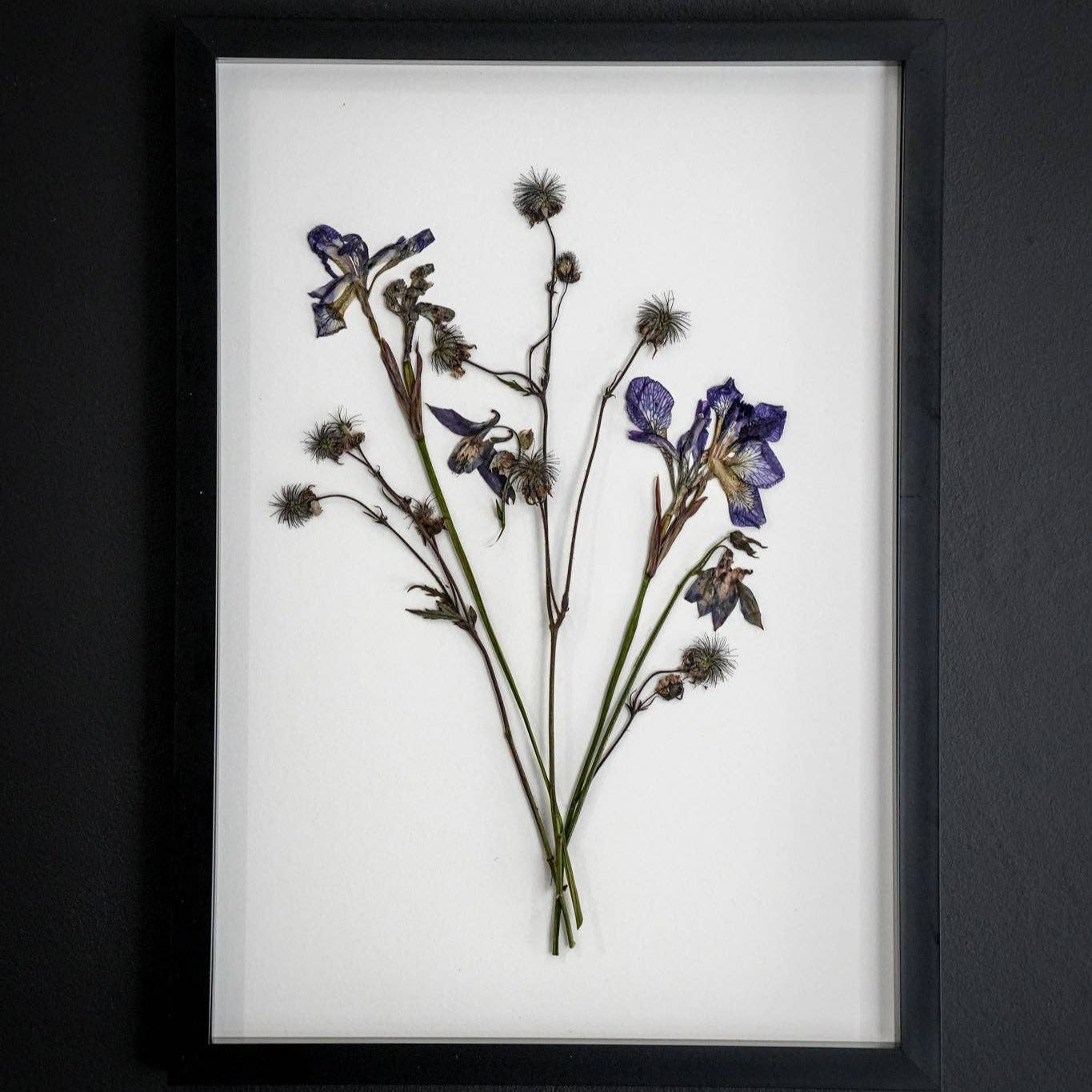 Wild Fade – Framed A3 Giclée Print of Pressed Flower Artwork: Framed A3 Pressed Flower Print: Black Noir Frame
