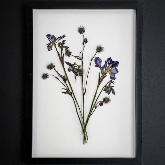 Wild Fade – Framed A3 Giclée Print of Pressed Flower Artwork: Framed A3 Pressed Flower Print: Black Noir Frame