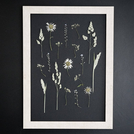 Daisy Haze  – Framed A3 Black Pressed Flower Giclée Print: Framed A3 Pressed Flower Print: Sand Frame