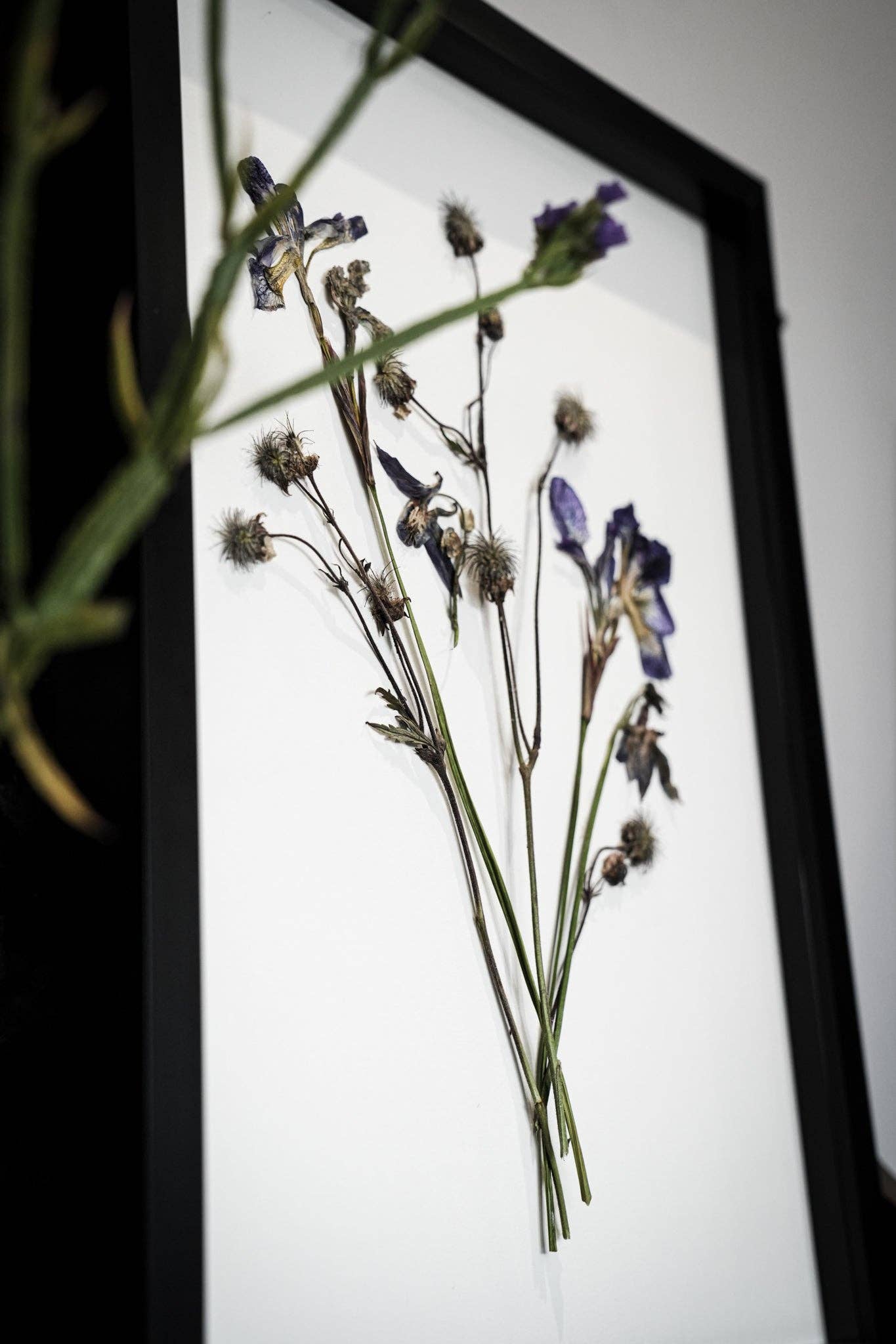 Wild Fade – Framed A3 Giclée Print of Pressed Flower Artwork: Framed A3 Pressed Flower Print: Black Noir Frame