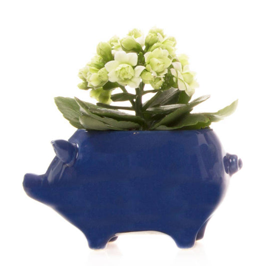 Pig Ceramic Animal Planter: Cobalt