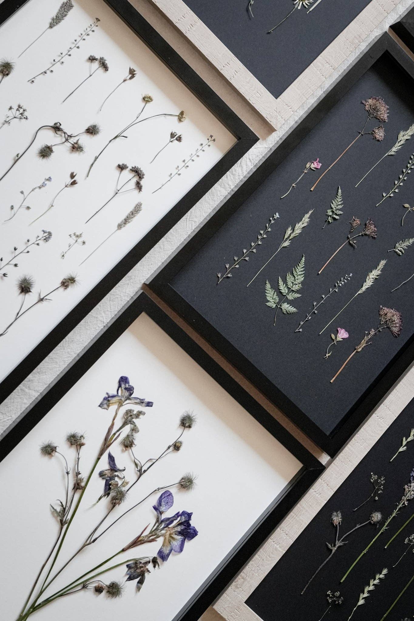 Wild Fade – Framed A3 Giclée Print of Pressed Flower Artwork: Framed A3 Pressed Flower Print: Black Noir Frame