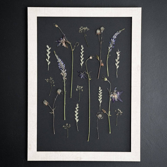 Nightfall Archive – Framed A3 Black Giclée Pressed Flower Print: Framed A3 Pressed Flower Print: Sand Frame