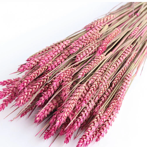 Pink Dried Wheat Flowers Bunch (Dyed)