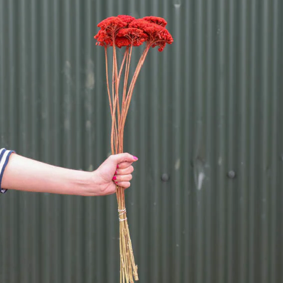 Red Achillea Parker Bunch Dried Flowers (Dyed)