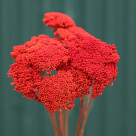 Red Achillea Parker Bunch Dried Flowers (Dyed)