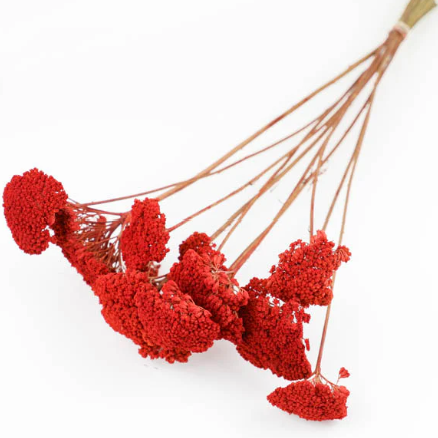 Red Achillea Parker Bunch Dried Flowers (Dyed)