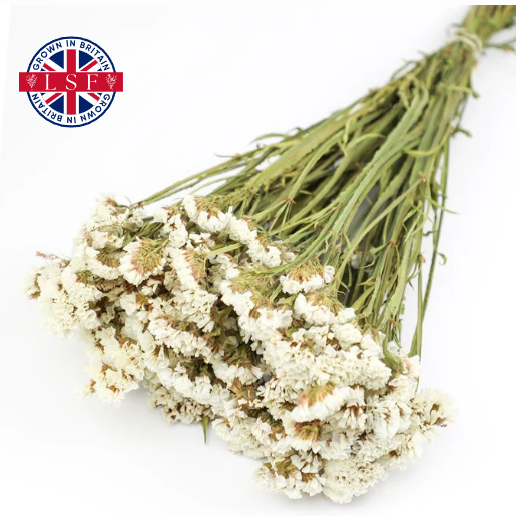 White Statice Natural Dried Flower Bunch