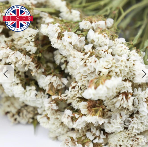 White Statice Natural Dried Flower Bunch